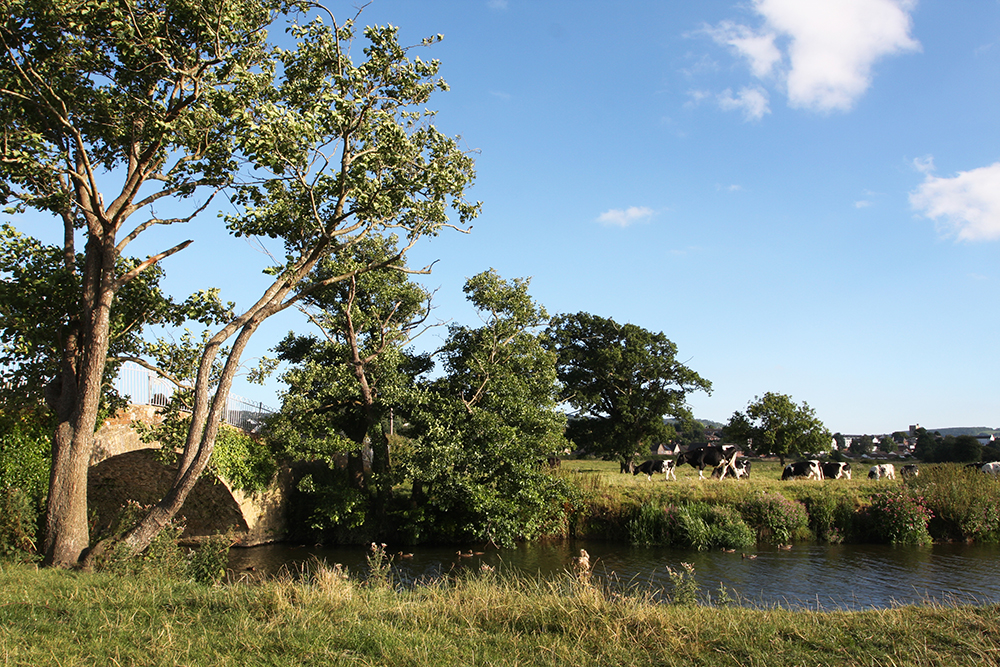 cows by the river.jpg